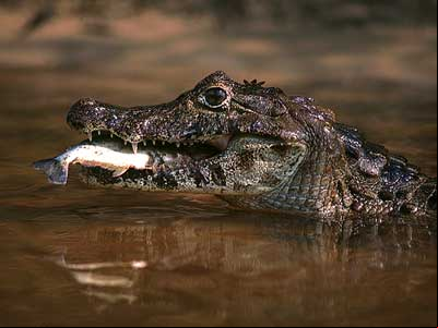Jacaré comendo piranha