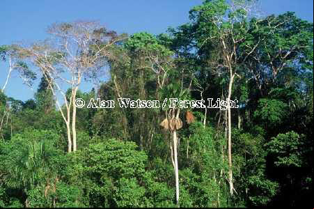 Palo ana tree (Apuleia leiocarpa) (l) & aguaje palms (Mauritia flexuosa) in lowland tropical rainforest near Lake Sandoval, Tambopata National Reserve, Madre de Dios, Peru