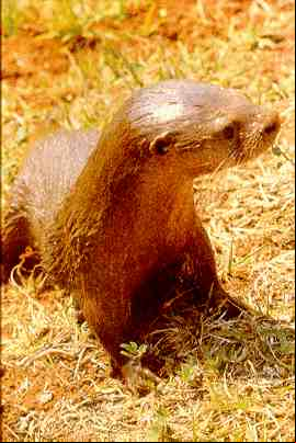 Lontra1.jpg (15758 bytes)