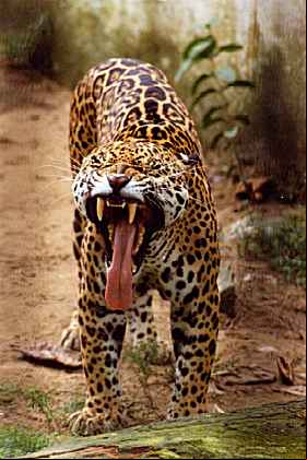 Onca3.jpg (20409 bytes)