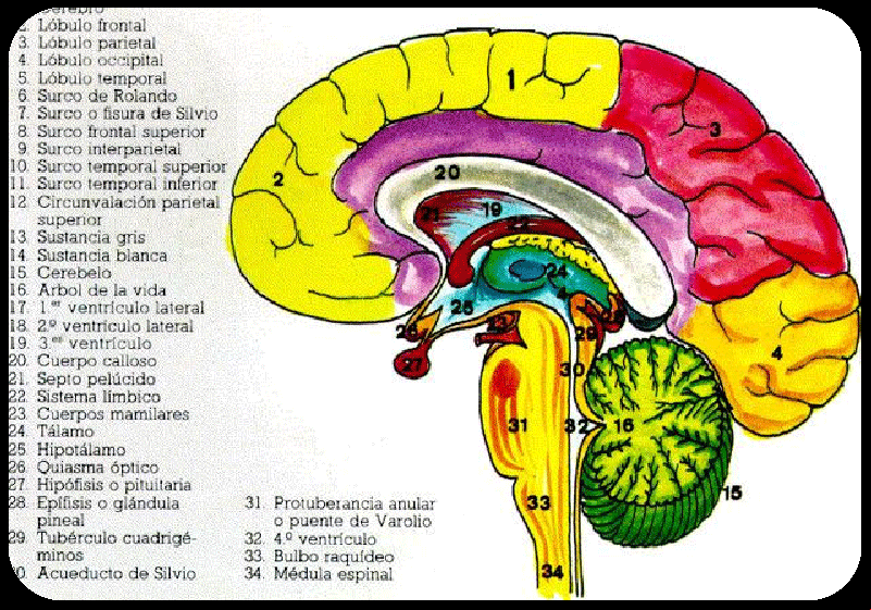 Cerebro