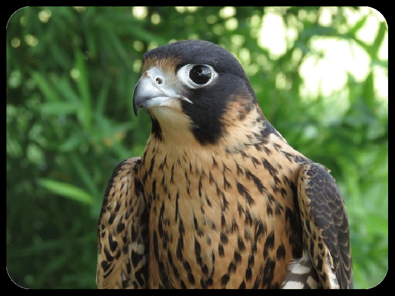 gaviao-peregrino